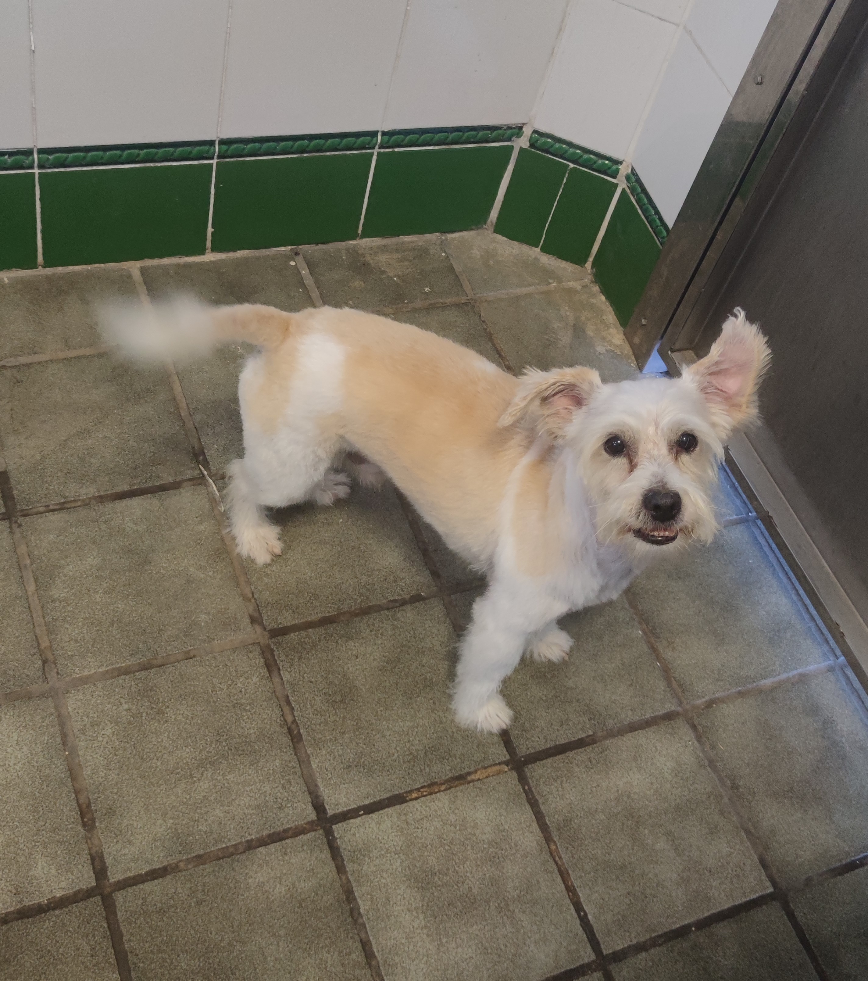 Peluquería de mascotas Yolapatitas